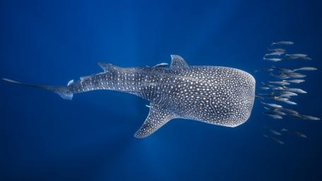Majestic Whale Shark Swimming Deep Blue Sea wallpaper