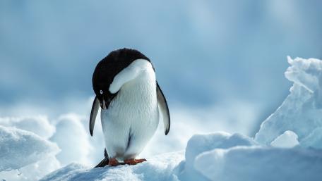 Adorable Penguin in Icy Habitat wallpaper