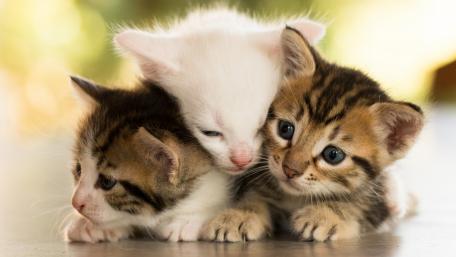 Adorable Kittens Snuggled Together wallpaper