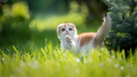 Playful Kitten in Nature's Embrace wallpaper