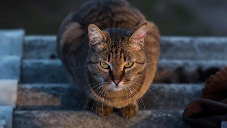 Mysterious Cat Staring into the Night wallpaper