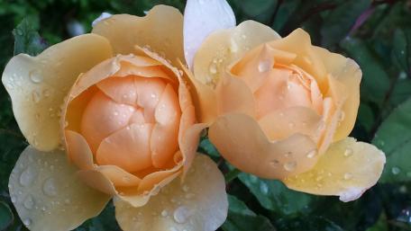 Golden Roses with Raindrops Shine Brightly in Nature's Embrace wallpaper