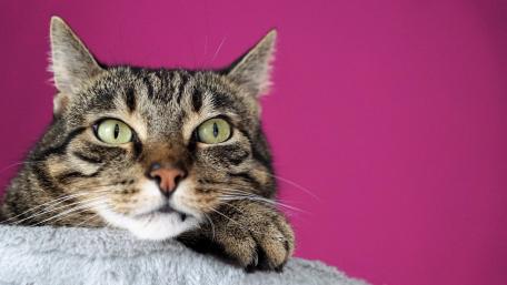 Charming Tabby Cat Against Pink Background wallpaper