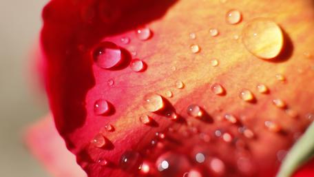 Enchanting Close-Up of Water Droplets on Petals wallpaper