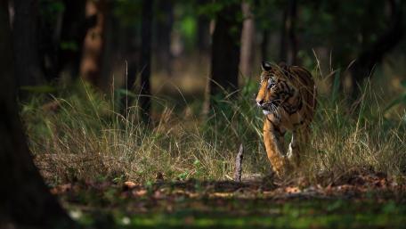 Majestic Tiger in the Wild Forest Setting wallpaper