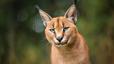 Majestic Lynx in Nature's Embrace wallpaper