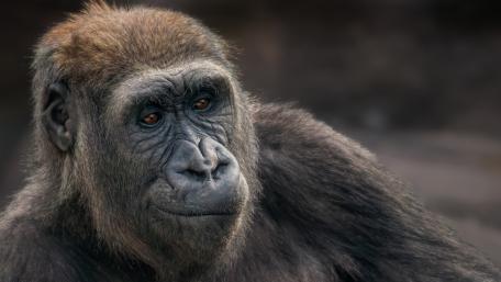 Majestic Monkey Portrait for Nature Lovers wallpaper
