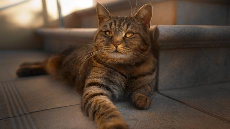 Charming Domestic Cat Relaxing in the Sunlight wallpaper