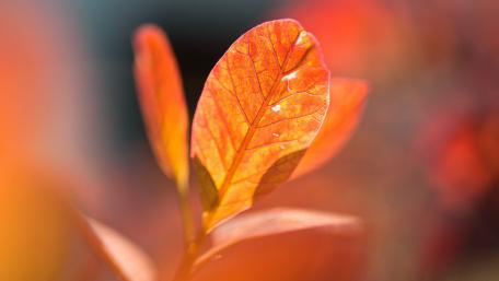 Vibrant Blurry Leaf Abstract Art wallpaper