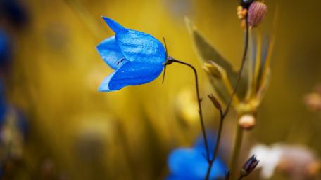 Delicate Blue Flower in Nature's Embrace wallpaper