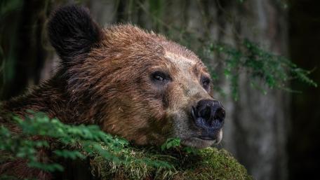 Cute Brown Bear in Natural Habitat Displaying Calmness wallpaper