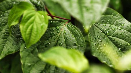 Refreshing Green Leaves with Waterdrops wallpaper