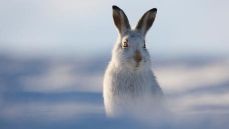 Graceful White Rabbit Against a Winter Landscape wallpaper