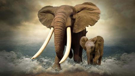 Majestic Elephants in the Waves wallpaper