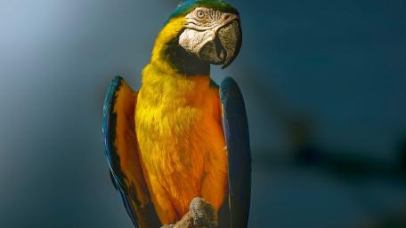 Vibrant Parrot Perched Proudly wallpaper
