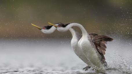 Graceful Water Birds in Motion wallpaper