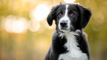 Charming Border Collie Portraits wallpaper