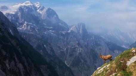 Majestic Goat Overlooking a Serene Valley wallpaper