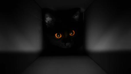 Mystery of the Black Cat wallpaper