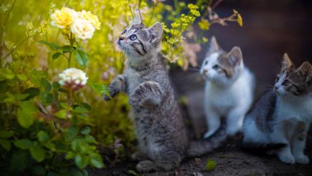 Whimsical Kittens Among Roses wallpaper