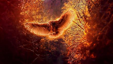 Golden Owl in Flight wallpaper