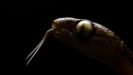 Mystical Serpent in Shadows wallpaper