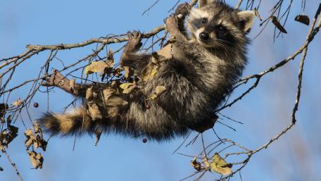 Adorable Raccoon Hanging from a Tree Branch wallpaper