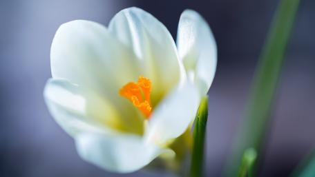 White Crocus wallpaper
