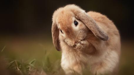 Adorable Bunny in a Natural Setting wallpaper