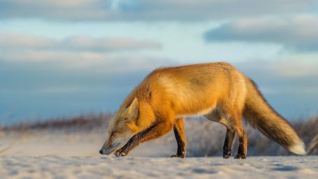 Majestic Fox Roaming the Beach wallpaper