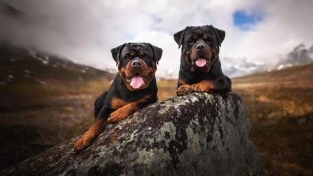 Rottweilers on a Mountain Adventure wallpaper