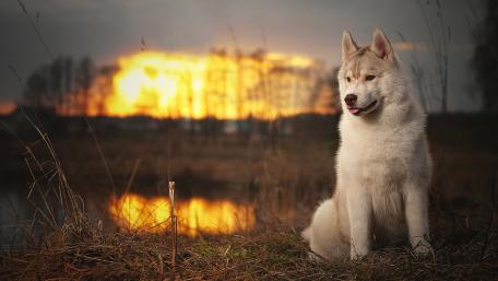 Majestic Dog Against a Stunning Sunset Scene wallpaper