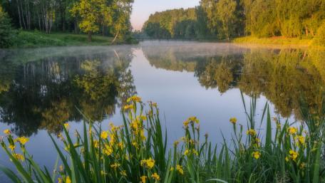 Serene Morning Reflections in Nature wallpaper