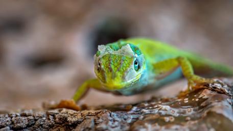 Vibrant Green Gecko Captured in Nature's Embrace wallpaper