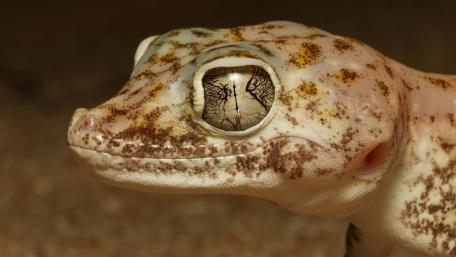 Gecko with Unique Textured Eye Close-Up wallpaper
