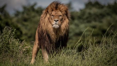 Majestic Lion in the Wild wallpaper