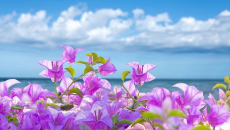 Vibrant Bougainvillea Blossoms by the Sea wallpaper
