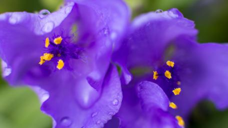 Vibrant Purple Blossoms wallpaper