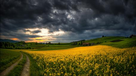 Golden Rapeseed Fields Under Cloudy Skies wallpaper
