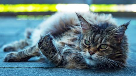 ruffled cat wallpaper