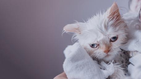 ruffled white cat wallpaper