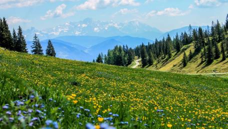 Vibrant Spring Flower Fields in the Hillside Scene wallpaper