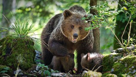 Majestic Bear and Cubs in Nature wallpaper