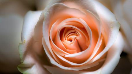 Elegant Close-Up of a Fresh Peach Rose Flower Design wallpaper