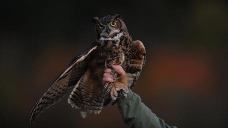 Majestic Owl Captured in Flight wallpaper
