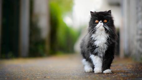 The Grumpiest Cat on the Block wallpaper