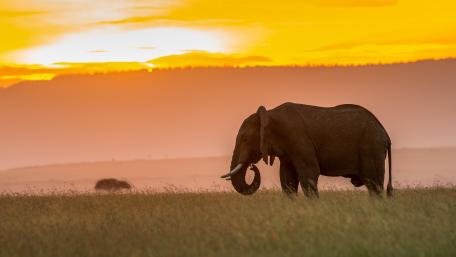Majestic Elephant at Sunset Over Serengeti Grasslands wallpaper