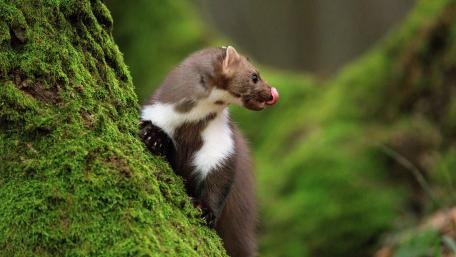 Marten wallpaper