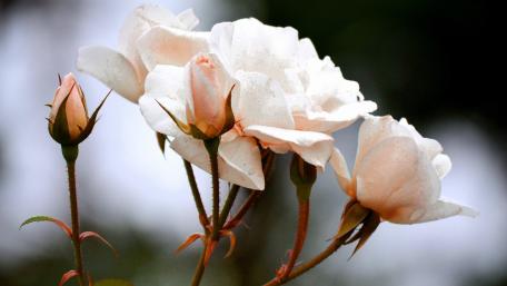 Delicate Bloom of Roses in Soft Light wallpaper