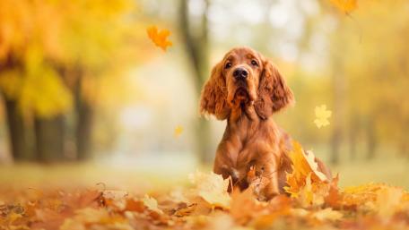 Golden Dog Enjoying Autumn Colors wallpaper